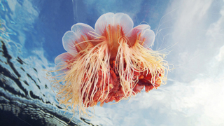 These jellyfish photos are some of the most gorgeous underwater images we've seen in ages